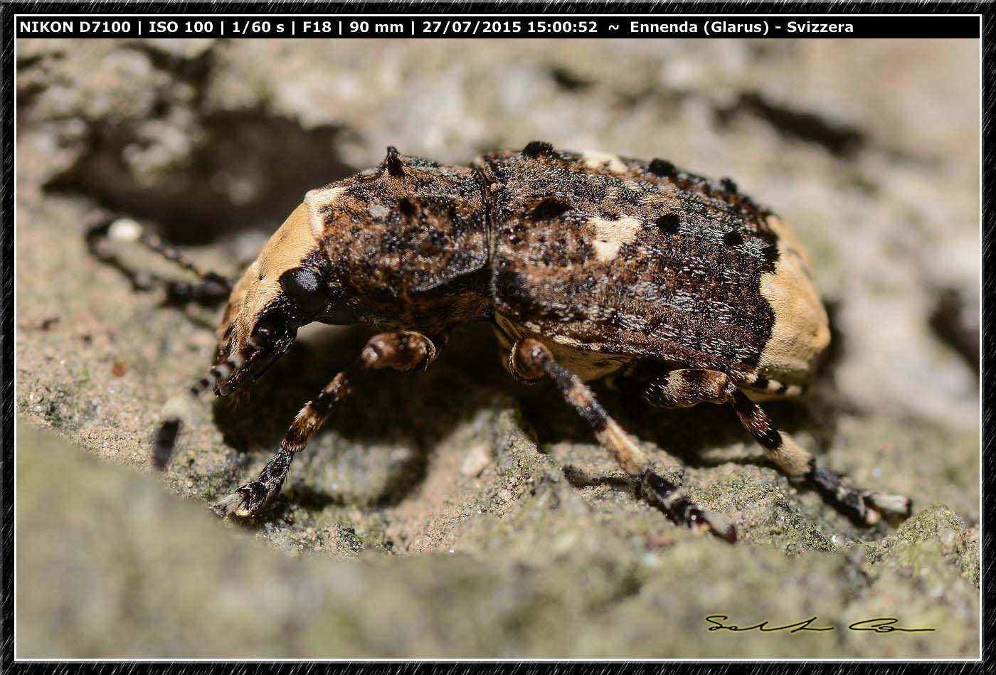 Curculionidae ? No,  Anthribidae: Platystomos albinus